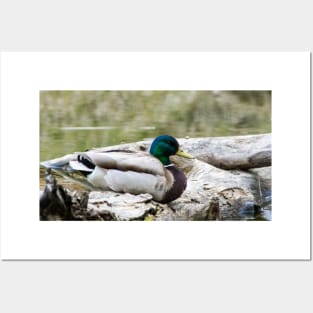 Mallard duck on a log Posters and Art